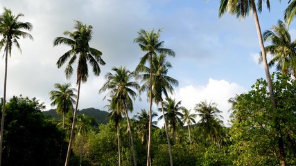 Green palms against cloudy sky. Majestic view of wonderful tropical plants growing against blue cloudy sky on sunny day on Ko Phangan, Thailand.