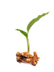 Close Up Turmeric or Curcuma Longa Linn and green leaf isolated on white background
