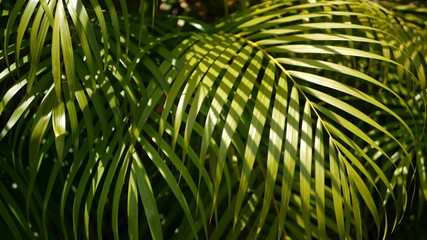 Blur tropical green palm leaf with sun light, abstract natural background with bokeh. Defocused...