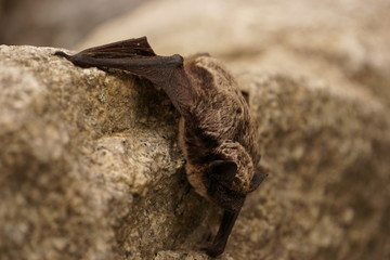 Small bat resting on the rock