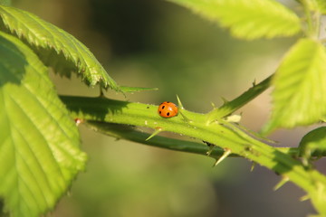 ladybug on a branch with spines from the blackberry plant in Rotterdam