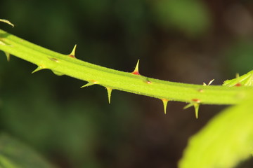 Branch with spines from the blackberry plant