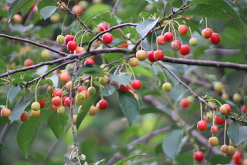 Riping cherries in a tree in green and red colors