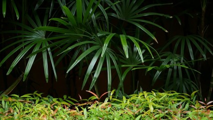 Blurred close up, bright juicy exotic tropical jungle leaves texture backdrop, copyspace. Lush foliage in garden. Abstract natural dark green vegetation background pattern, wild summer rain forest.