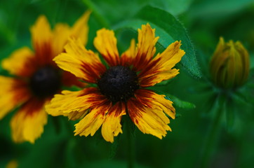 Orange gardens rudbeckia flower. Rudbecia in landscape design. Bright floral background.