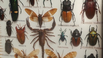 Collection of different insect pinned on canvas. Entomological collection of exotic beetles pinned...