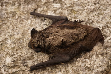 Small bat resting on the rock