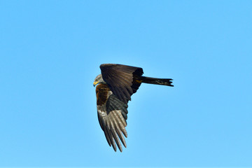 Schwarzmilan bei der Jagd in der Oberlausitz