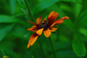 Orange gardens rudbeckia flower. Rudbecia in landscape design. Bright floral background.