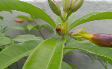 green and yellow flowering plant growing in garden