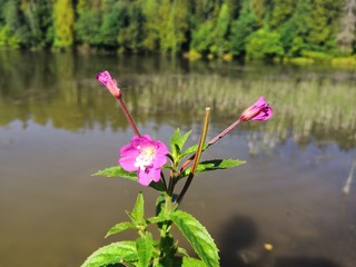 pink flowers in the water