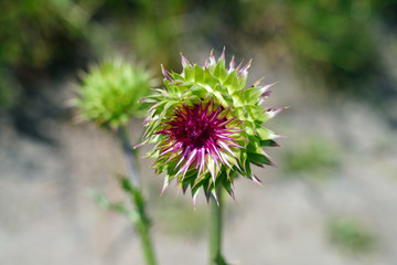 View of a purple thistle flower in Grand Teton National Park in Jackson, Wyoming, United States