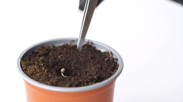 Planting cannabis seeds in the flower pot. Close-up of persons hand holding tweezers hemp seed. Growing marijuana plant indoors.
