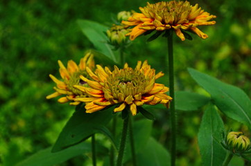 Orange gardens rudbeckia flower. Rudbecia in landscape design. Bright floral background.