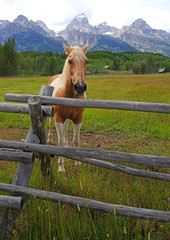 Naklejka premium Horses on a ranch in summer in Grand Teton National Park in Wyoming, United States