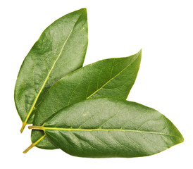 Three green laurel  leaves
