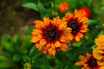 Orange gardens rudbeckia flower. Rudbecia in landscape design. Bright floral background.
