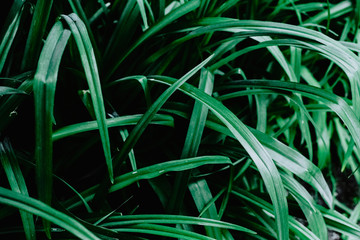 Green tropical plant close-up. Abstract natural floral background Selective focus