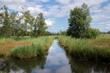 Ditch At The Amsterdamse Bos Amstelveen The Netherlands 28-7-2020