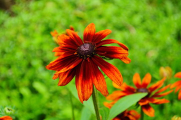 Orange gardens rudbeckia flower. Rudbecia in landscape design. Bright floral background.