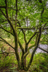 Knorriger Baum an einem See