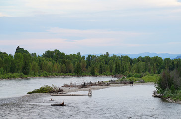 View of a wild female moose cow and her two calves on the Snake River in Grand Teton National Park in Wyoming, United States