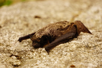 Small bat resting on the rock