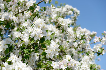apple blossom on the apple tree in orchard in front of blue sky