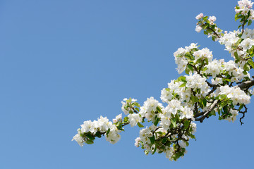 apple blossom on the apple tree in orchard in front of blue sky