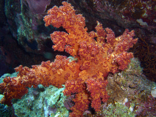 Plakat Soft coral