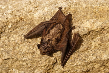 Small bat resting on the rock