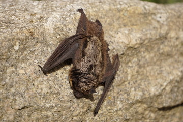 Small bat resting on the rock