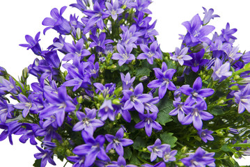 CAMPANULA PORTENSLAGIANA