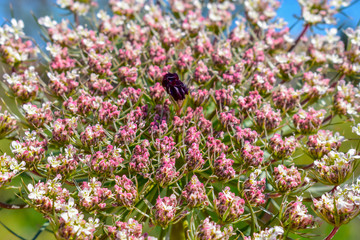 Beautiful Daucus carota wild flower Isolated 