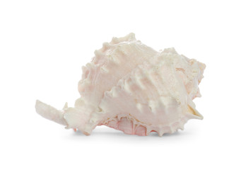 Beautiful exotic sea shell isolated on white