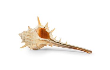 Beautiful exotic sea shell isolated on white