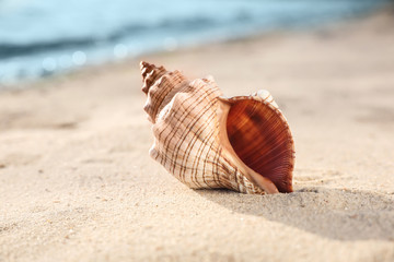Beautiful exotic sea shell on sandy beach