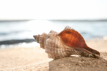 Beautiful exotic sea shell on sunlit sandy beach