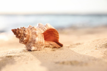 Beautiful exotic sea shell on sandy beach
