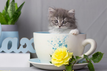Scottish Fold or Stright kitten sitting inside cups on gray background