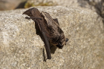Small bat resting on the rock