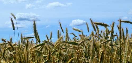 Yellow Wheat field against a blue sky