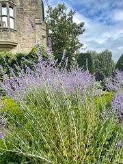 Obraz premium lavender field provence france