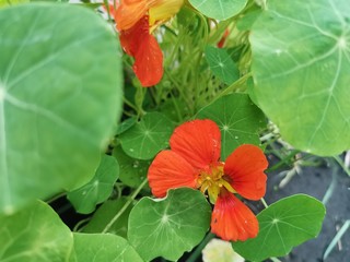 red and yellow flowers