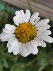 Fototapeta premium daisy flower close up