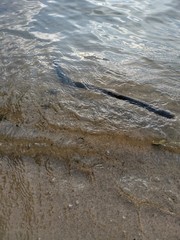 crocodile in the water