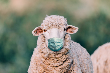 sheep with medical mask in the field.