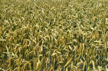 Fields of wheat at the end of summer fully ripe. cereal field background