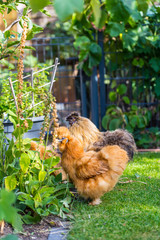 Silkie hens and rooster looking for food in garden.