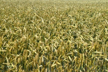 Fields of wheat at the end of summer fully ripe. cereal field background